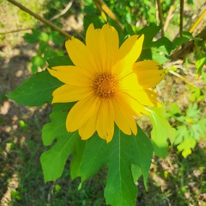 10 Mexican Sunflower Cuttings | 6”-10” Cuttings | Sunflowers | Flowers
