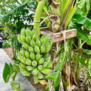 Blue Java Banana Plant | Ice Cream, Cold Hardy Tropical Fruit Tree (1-3 Ft Pup)