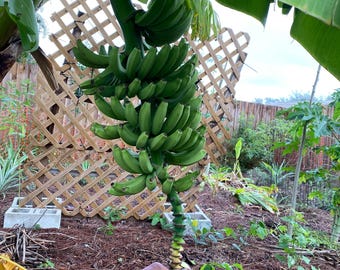 Dwarf Cavendish Banana Plant | Edible Indoor Fruit Tree Starter Pup Corm