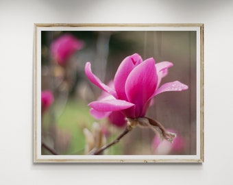 Magnolia Blossom Fine Art Print 8 x 10