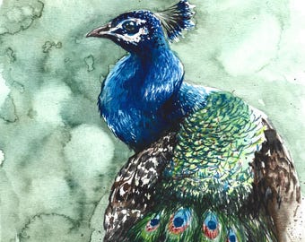 限定版プリント「孔雀」、ジクレー版画、青い羽根、室内装飾、イラスト