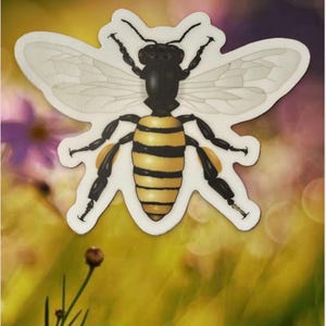 Honey Bee (Honigbiene) - Abziehbild für Käfer- und Bestäuberliebhaber - Anatomische Zeichnung