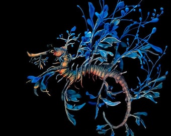 On Sapphires and Subversion - leafy seadragon - Original Giclee Editioned Print - 8.5x11"