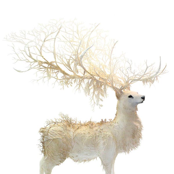 of conscience and loss - white forest stag - Original Giclee Edition Print - 13x19"