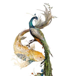 our complementary differences - koi and peacock- Original Giclee Edition Print - 13x19"