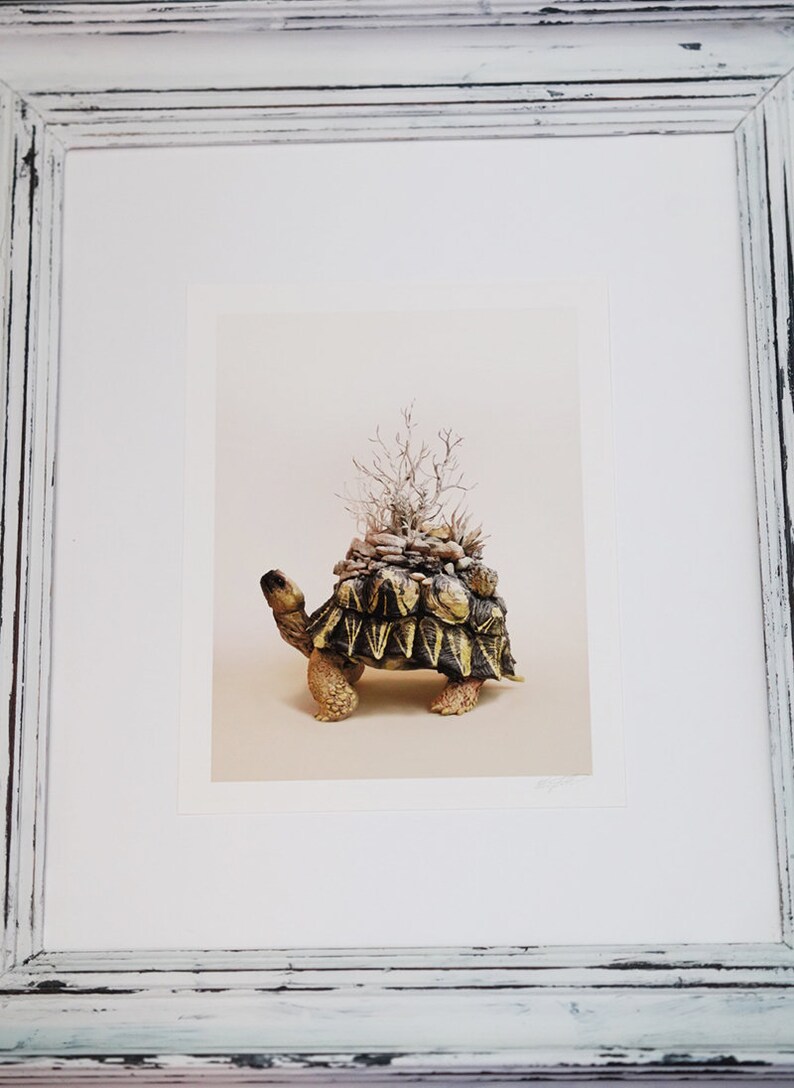 The Art of Preservation - (tortoise) Original Giclee Edition Print - 8 ...