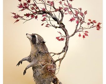 of commensal relationships - racoon with Japanese maple - Original Giclee Editioned Print - 8.5x11"