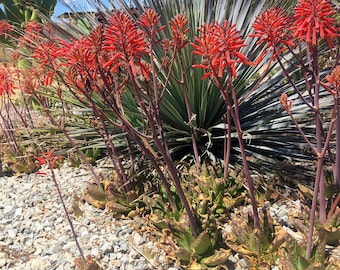 Flamingo Aloe // Spotted Aloe Greatheadii Davyana Live Cactus Succulent Plant