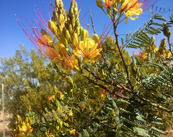Can Bird of Paradise Grow in the Desert? Expert Tips Revealed