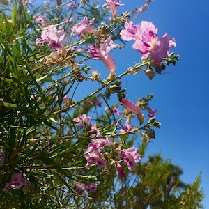 May include: Close-up of a flowering tree branch with vibrant pink blossoms against a clear blue sky. The image showcases delicate petals and green foliage, capturing a sunny day in nature.