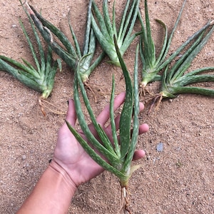 aloe vera fresca gel fuerte ultra Cold muscle gel with aloe vera, arnica, and devil's claw
