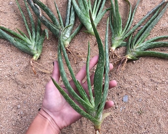 Aloe Vera Chinensis Bare Root Young Healing Aloe Plant
