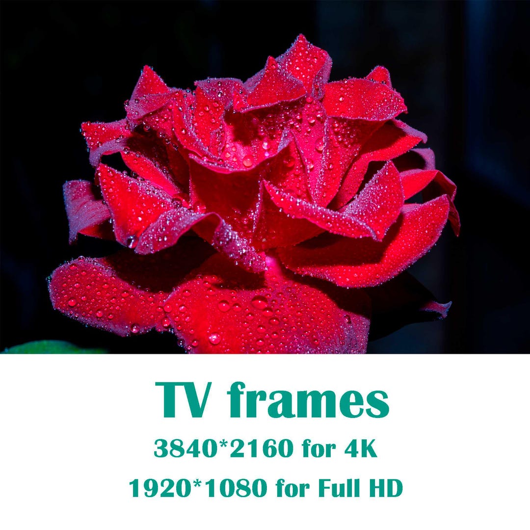 TV Frames 4k+full HD, Echo Show Frame, Purple Rose With Dew Drops ...