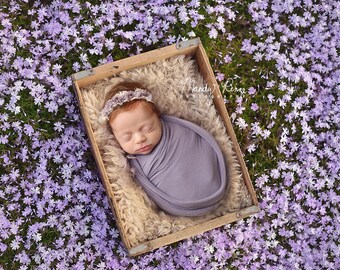 Neugeborener digitaler Hintergrund, Blumenbeet mit lila Frühlings-Phlox und Holzkiste