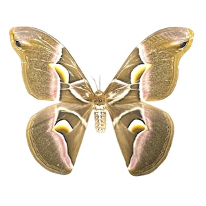 Samia cynthia – Female REAL Moth, USA Reared from New Jersey Wild Caught Female - USA Saturniidae