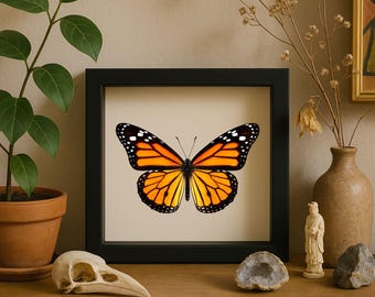 Monarch Butterfly Shadow Box – Real Specimen Wall Display, 6x6 Framed Entomology Art