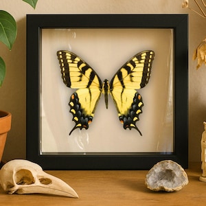 May include: A framed butterfly specimen with yellow and black wings. The butterfly is centered in a black frame with a clear glass cover. The butterfly's wings have intricate patterns and orange accents. The frame is displayed on a wooden surface.