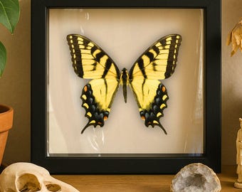 Ingelijste oostelijke tijgerzwaluwstaart (mannelijk) – Papilio glaucusvlinder | 6x6 Shadowbox-insectendisplay