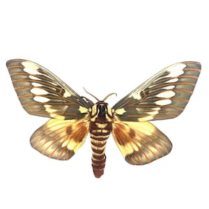Citheronia splendens / Splendid Royal Moth / Mounted Specimen / Collector Quality
