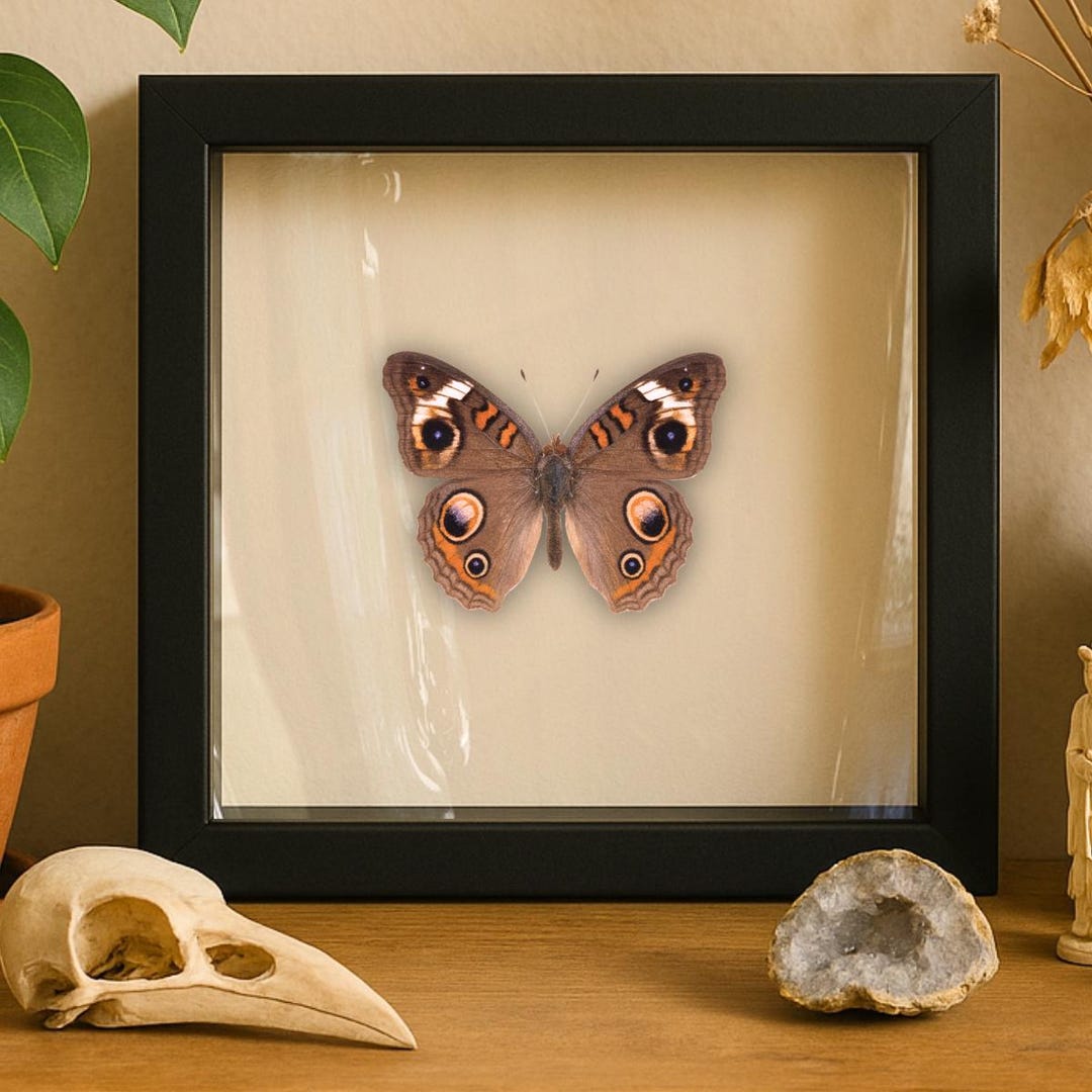 REAL Buckeye Butterfly – 6x6 Shadowbox Display (junonia Coenia) - Etsy