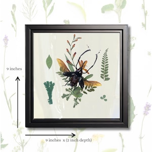 Real Beetle - Framed Botanical & Insect Diorama - Natural History Decor - Vintage Aesthetic - Entomology Art -Cyrtotrachelus buqueti 9x9x2
