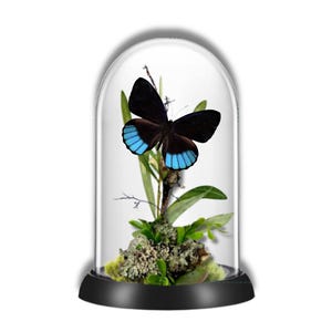 REAL - South America Butterfly Diorama -6X4 Inch Dome Diorama - Eunica norica