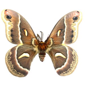 Hyalophora cecropia × euryalus (Male) / Hybrid Silk Moth / Mounted Specimen / Collector Quality