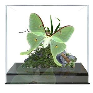 Real Luna Moth Diorama USA Saturniidae  - 6x8x6 in    