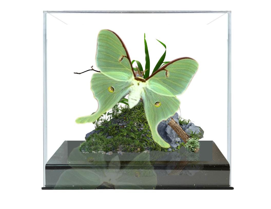 Echt Luna Motte Diorama USA Saturniidae - 15x20x15cm    