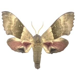 Pachysphinx modesta – Big Poplar Sphinx REAL Moth, espécime montado - EUA