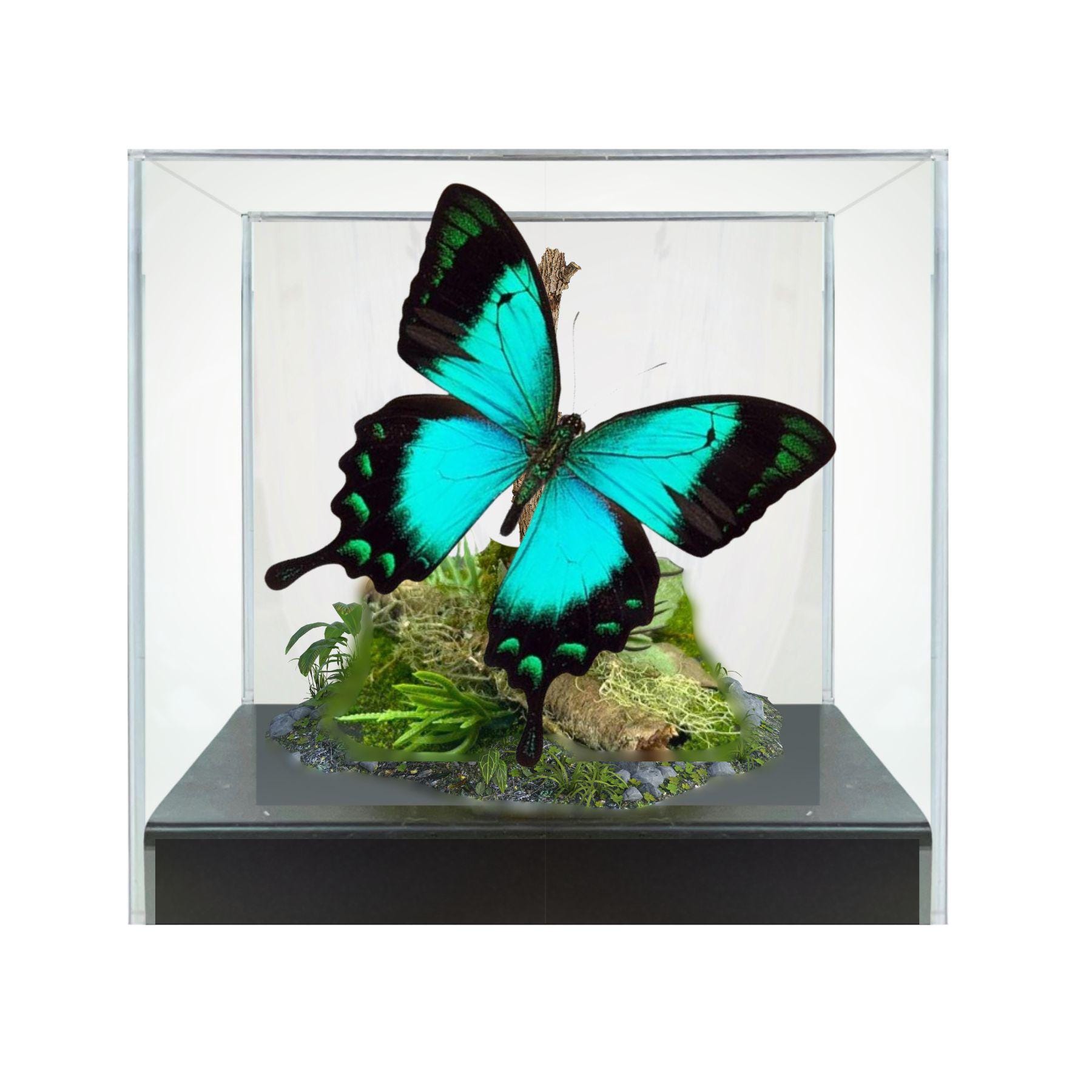 Diorama de mariposa cola de golondrina azul verdosa Papilio lorquinianus, vitrina de 6 x 6 x 6 pulgadas