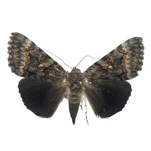 Catocala epione / Epione Underwing Moth / Mounted Specimen / Collector Quality