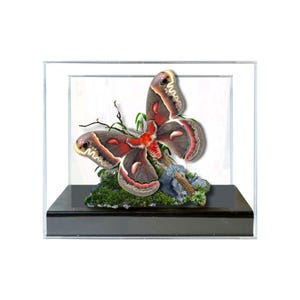 Real Cecropia Moth Diorama / North American Moth Display / Natural History Diorama / 6x8x6