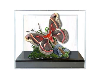 Echte Cecropia Motte Diorama / Naturgeschichte Diorama / 6x8x6