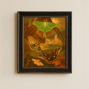 Framed Luna, Cecropia, Polyphemus & Rosy Maple Moth Print  • Vintage Moth Wall Decor •  8x10