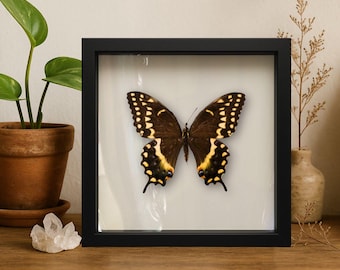REAL Palamedes Swallowtail Butterfly – 9x9 Shadowbox Display