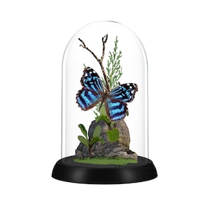 REAL - Butterfly Diorama -6X4 Inch Dome Diorama - Mexican Bluewing - Myscelia ethusa