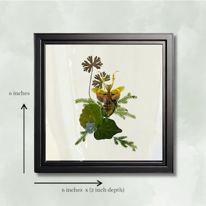 Real praying mantis - Framed Botanical & Insect Diorama - Natural History Decor - Vintage Aesthetic - Entomology Art  6x6x2 in