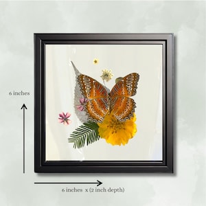 Real Butterfly - Framed Botanical & Insect Diorama - Natural History Decor - Vintage Aesthetic - Entomology Art - Cethosia biblis 6x6x2 in