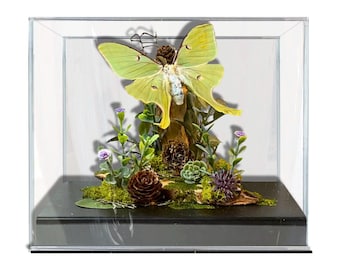 Echte Luna Motte Diorama USA Saturniidae 15x20x15 in #2