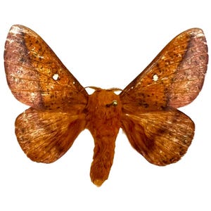 Estigma de Anisota – Mariposa Real, Criado - EUA Saturniidae - Montado / Asas Abertas