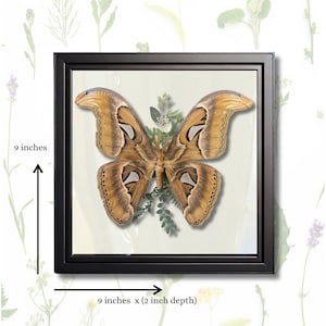 Real Butterfly - Framed Botanical & Insect Diorama, Natural History Decor, Vintage Aesthetic - Entomology Art -Atlas Moth 9x9x2