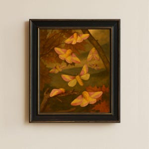 Framed Rosy Maple Moth Print  • Vintage Moth Wall Decor • Pink & Yellow Insect Illustration • 8x10