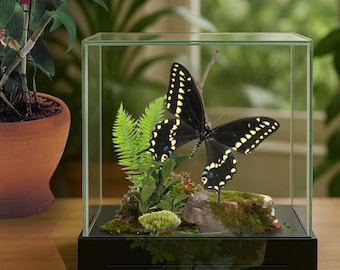 May include: A black butterfly with yellow markings and blue accents is displayed inside a clear glass box. The butterfly rests on a small branch and is surrounded by greenery and a small rock. The box has a black base.