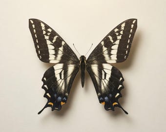 Papilio eurymedon - Blasser Schwalbenschwanzfalter ECHTER Schmetterling - USA - Papilionoidea