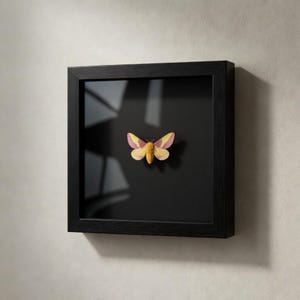 May include: A framed moth specimen artwork. The moth, with yellow and pink wings, is displayed against a black backdrop within a black square frame. The artwork is mounted on a light-coloured wall.