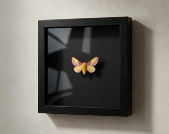 Pink Rosy Maple Moth Shadowbox / Dryocampa rubicunda / Moth Display / 6x6x2