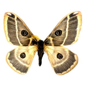 Agapema homogena (Male) / Mounted Specimen / Collector Quality