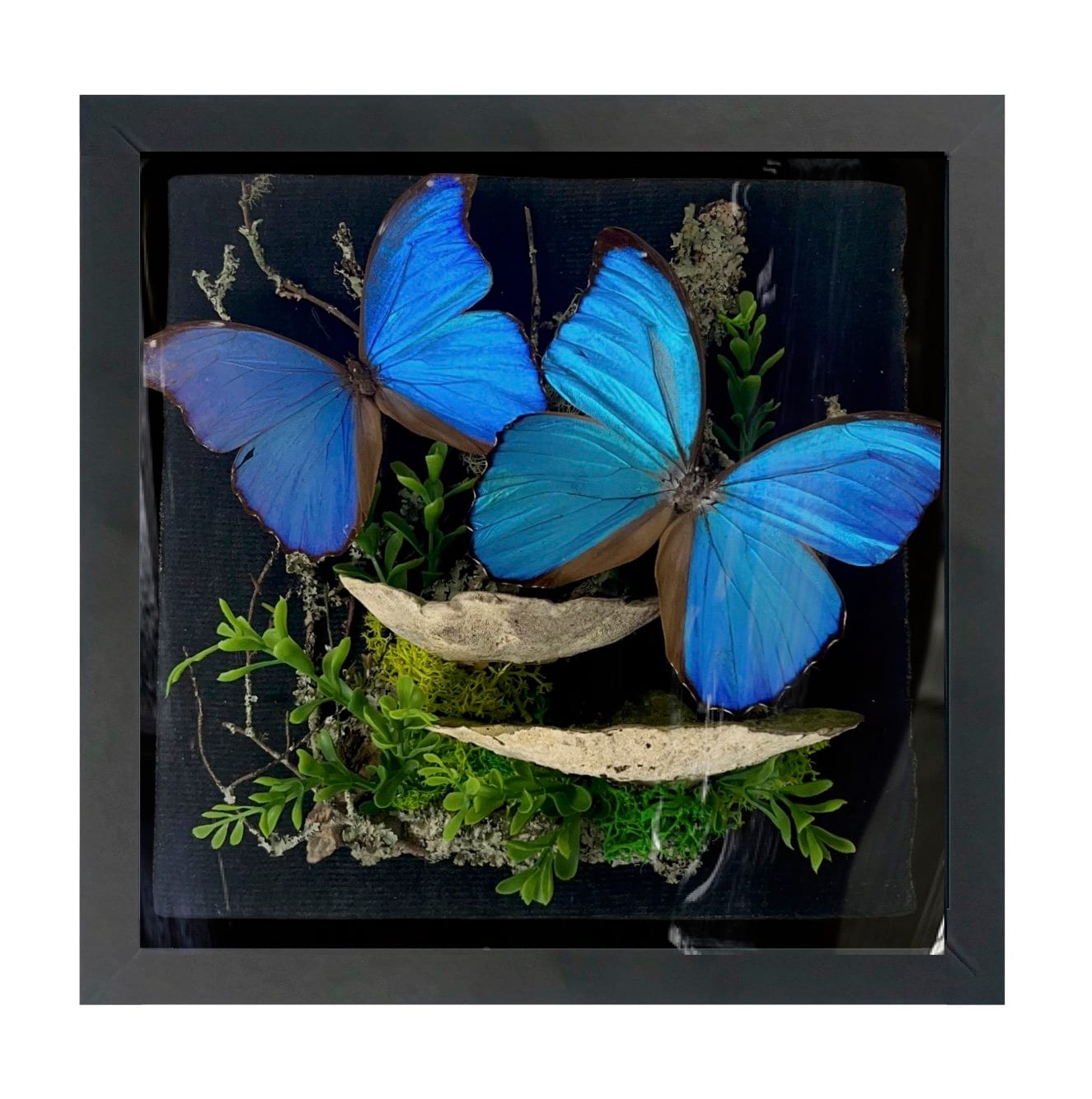 REAL - LARGE Morpho Didius Diorama -11X11X5 Inch Shadowbox Diorama