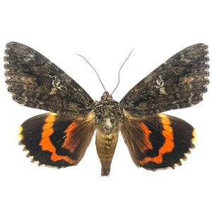 Catocala ilia / Ilia Underwing Moth / Mounted Specimen / Collector Quality